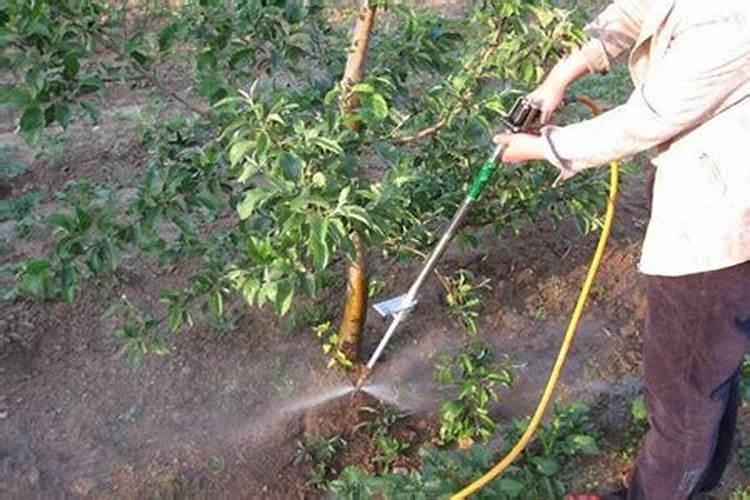 苹果树施肥的方法