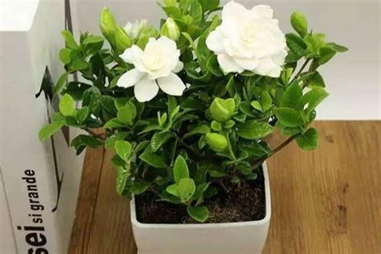 栀子花怎么施肥