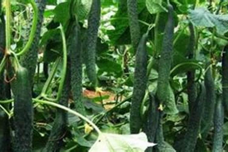 种植黄瓜在结果期该如何管理？要注意什么问题？