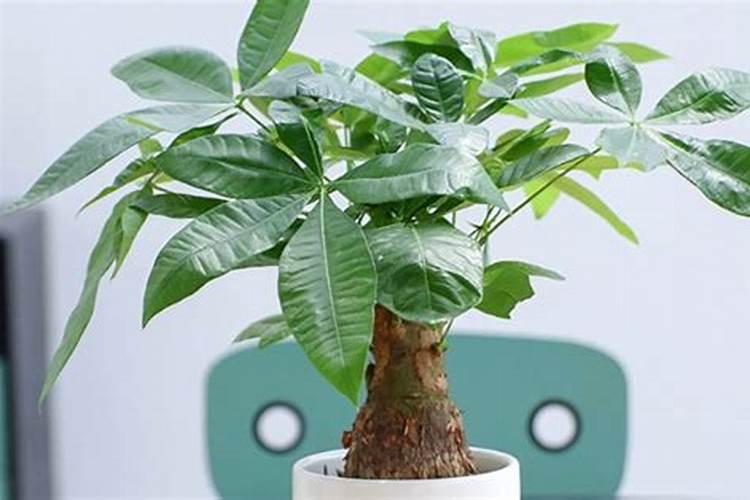 发财树什么季节施肥最好 施肥多少合适