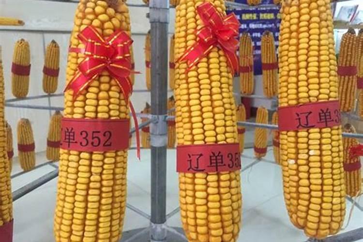 种玉米使用什么化肥好