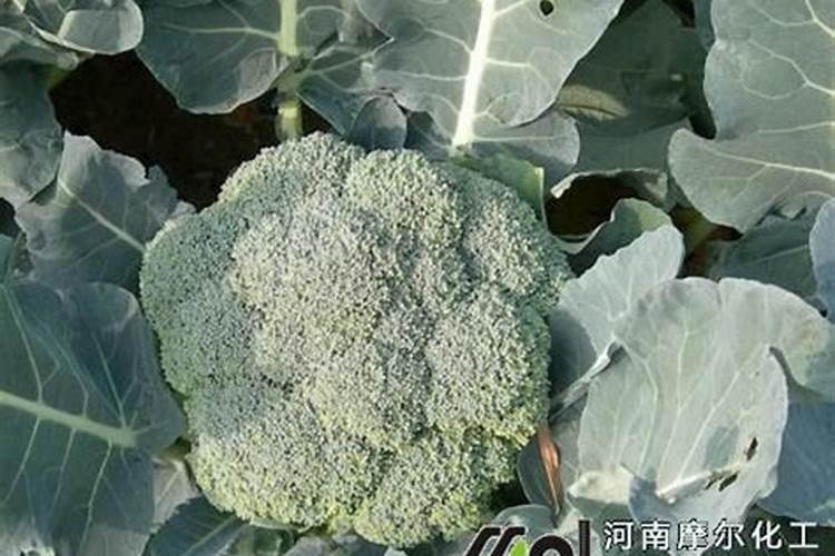 西兰花四个种植阶段技巧 西兰花怎么养殖