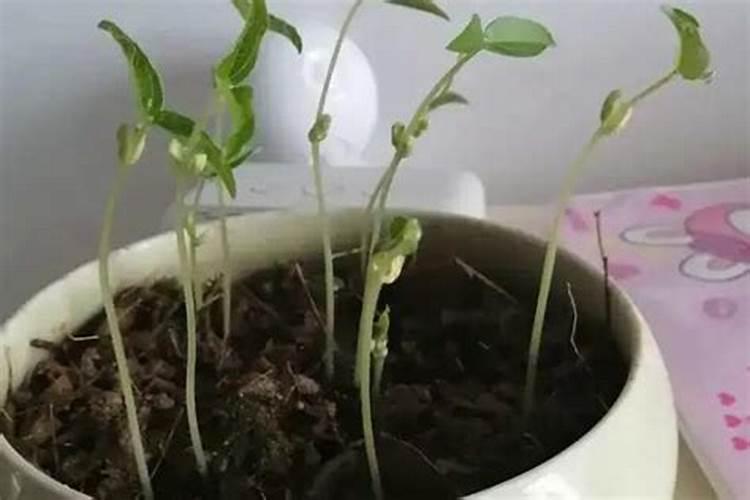 绿豆底肥放什么肥好(底肥施用方法)