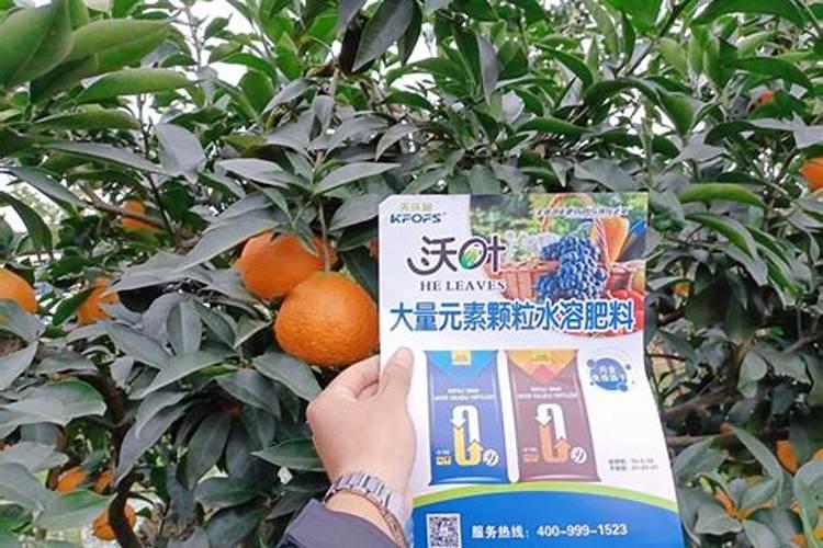 芒果施肥用什么肥料好呢