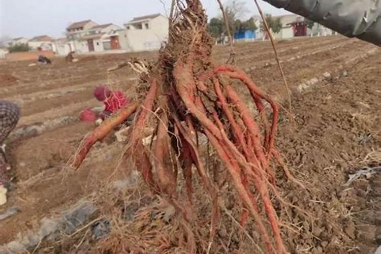 白露以后还能给丹参施肥吗？