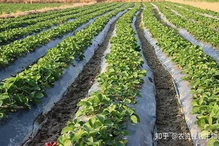 蔬菜浇什么肥料最好