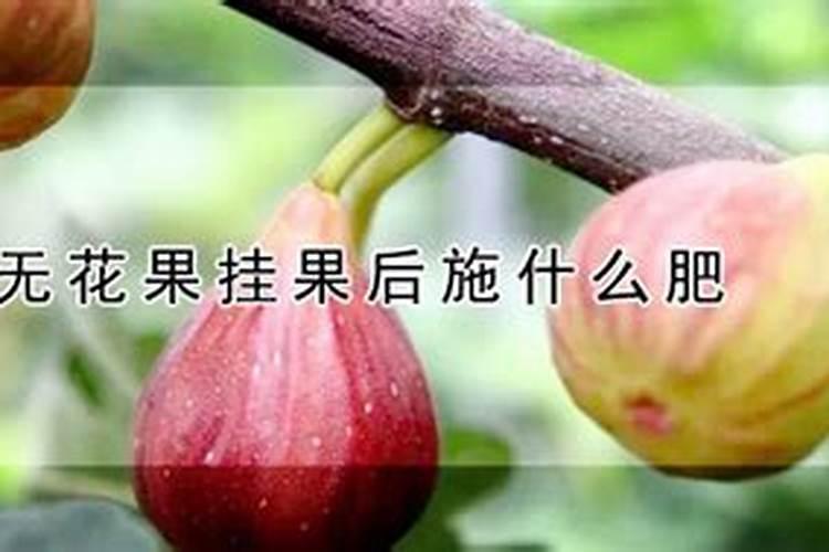 杨梅的管理与施肥技术