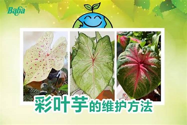 铵态氮肥硝酸铵