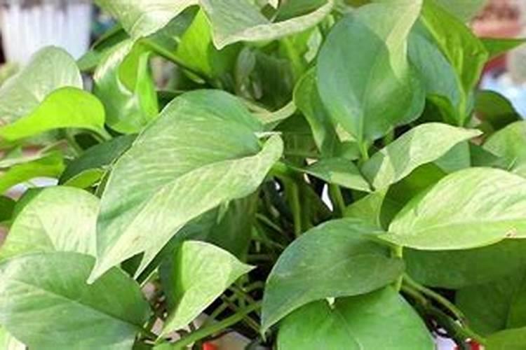 绿萝施肥需施什么肥料,叶黄施什么肥