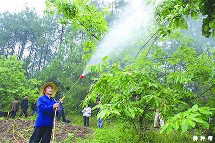 海棠怎么施肥:时间和方法