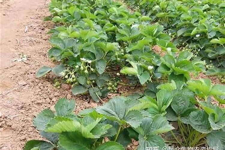 草莓缺钙冲施什么肥料