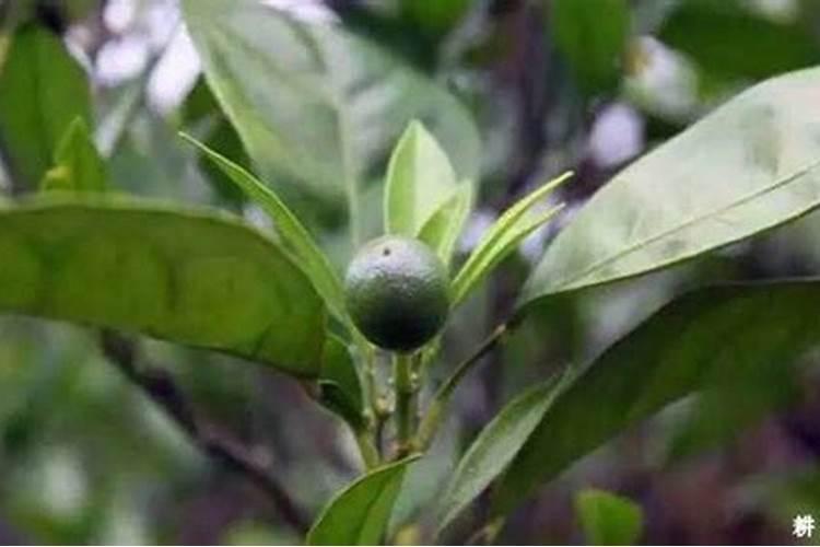 柑橘7月底控稍磷酸二氢钾加什么好？