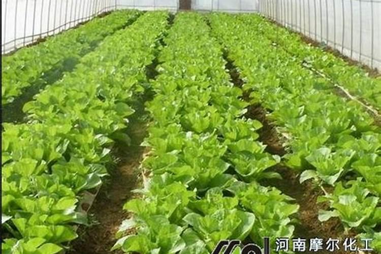 中量元素水溶肥使用方法
