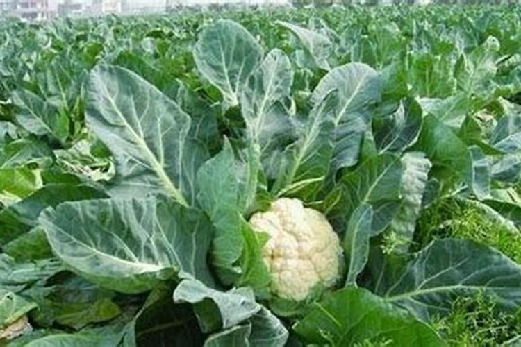 牡丹花小苗施肥方法