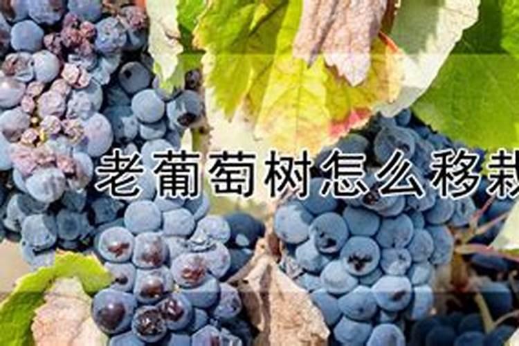葡萄生根肥淘宝哪个品牌好