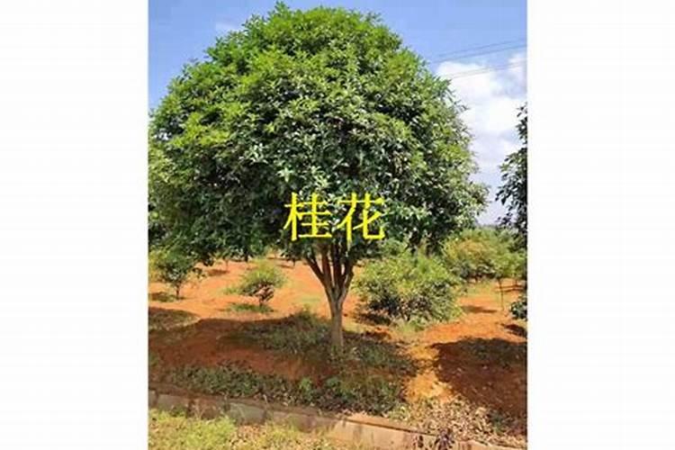 桂花叶小不长能喷施尿素吗