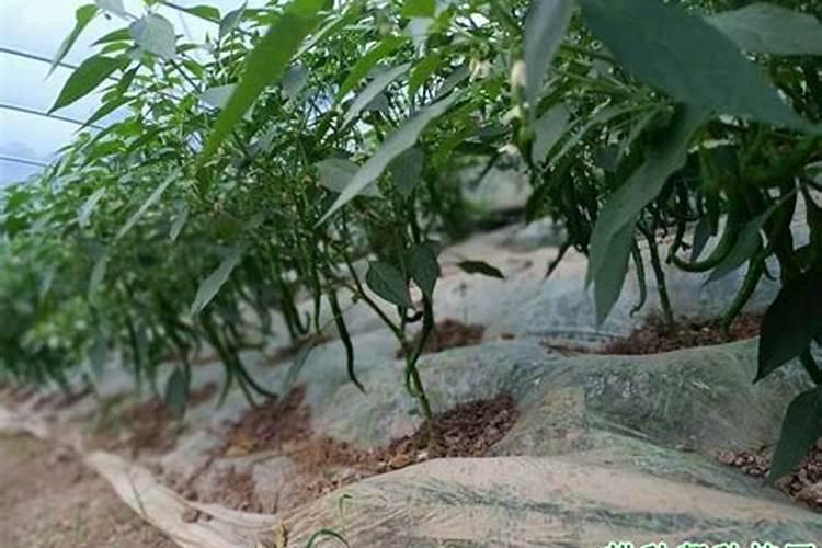 辣椒施什么肥最好