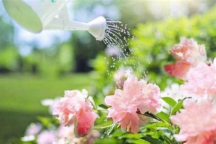 氮肥可以浇什么花
