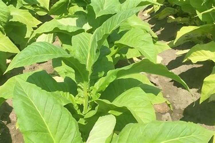 烟草常见的有哪些病害 烟草病虫害的症状及发病原因介绍