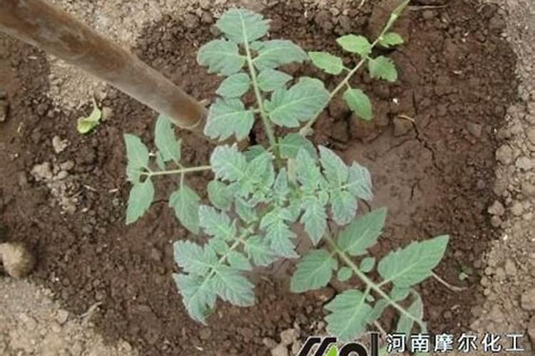 西红柿追肥用什么肥料