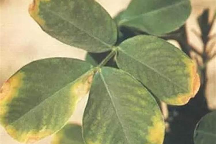 能把黄叶治好的肥料是哪种