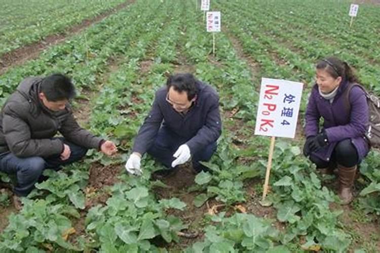 复合肥的最佳使用方法 怎么用效果更好