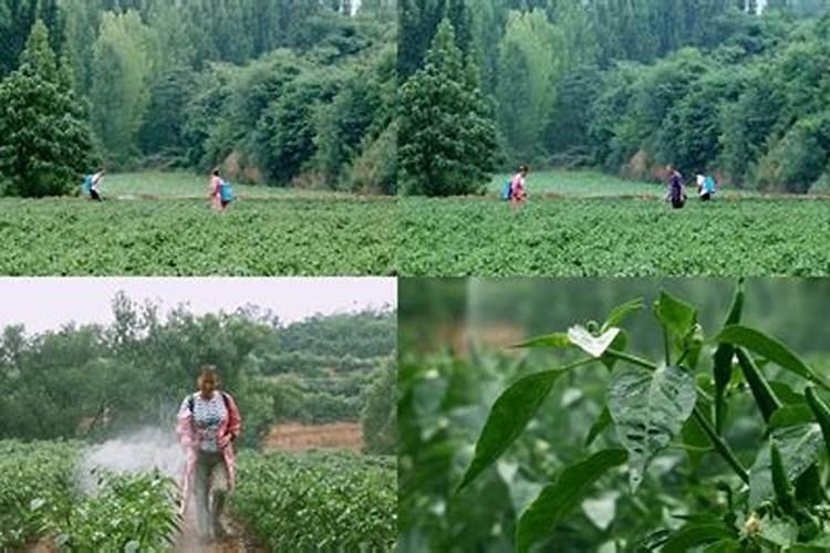 辣椒收获期叶面喷施氮肥可以吗,比例是多少？
