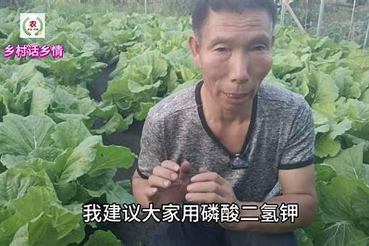 想让白菜长得好应该施什么肥呢？什么肥料白菜不能用呢？