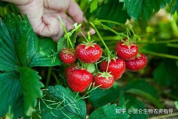 如何减少草莓畸形果的发生？