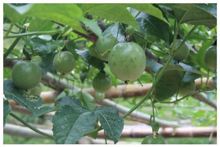 百香果用什么肥料好