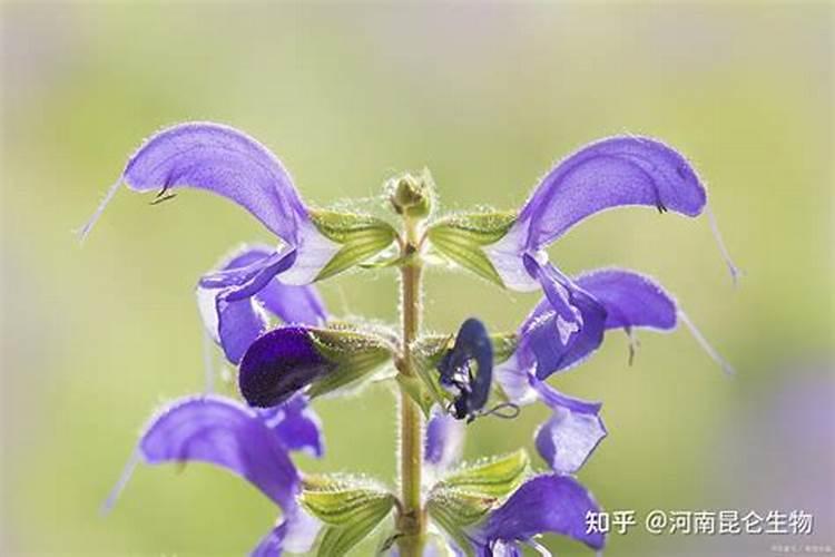 请问,丹参种植如何施底肥？