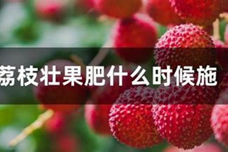 荔枝树每年施肥时间