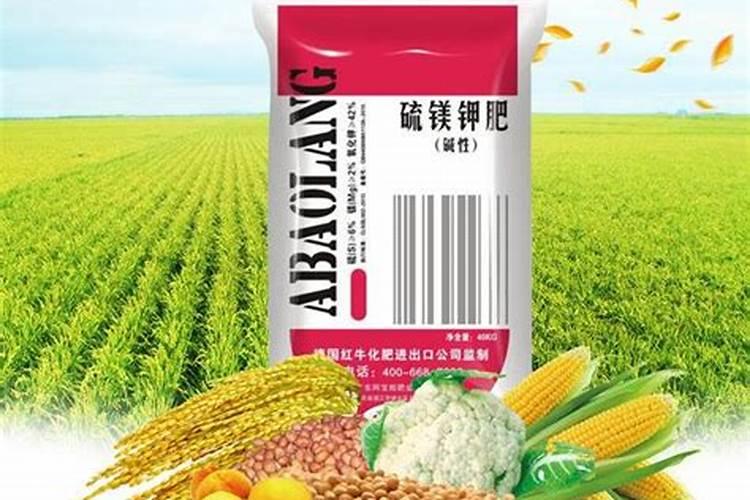 南方红糜子什么时间种植 种植方法