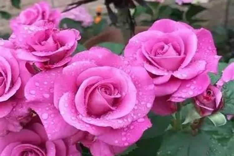 红糜子种子的种植方法？适合什么样的环境？