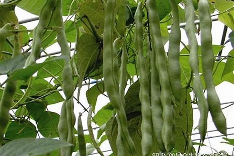 芸豆开花后冲什么肥料