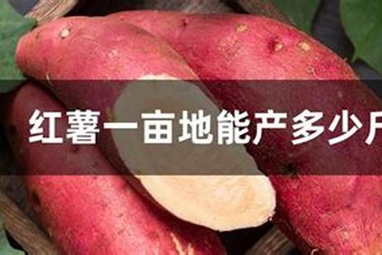 一亩红薯用多少复合肥