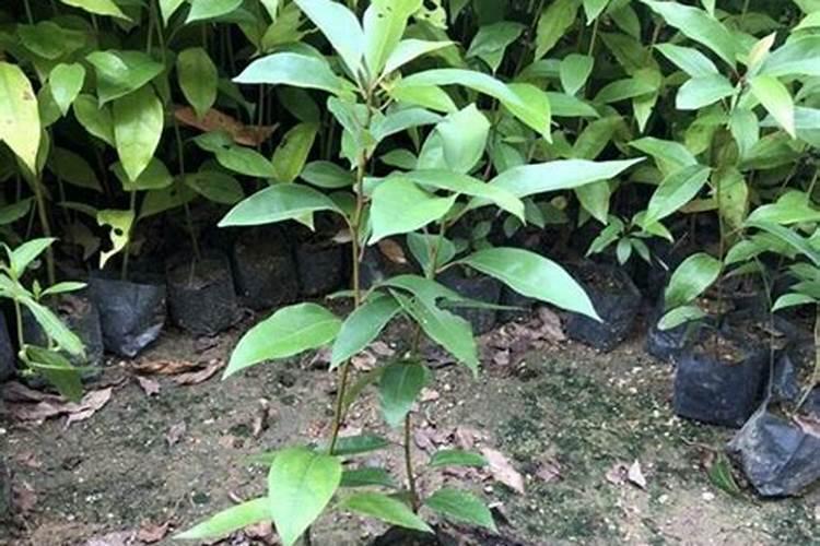香樟树用什么肥料最好