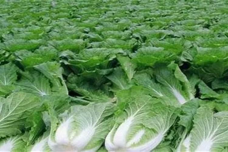 白菜施什么肥好