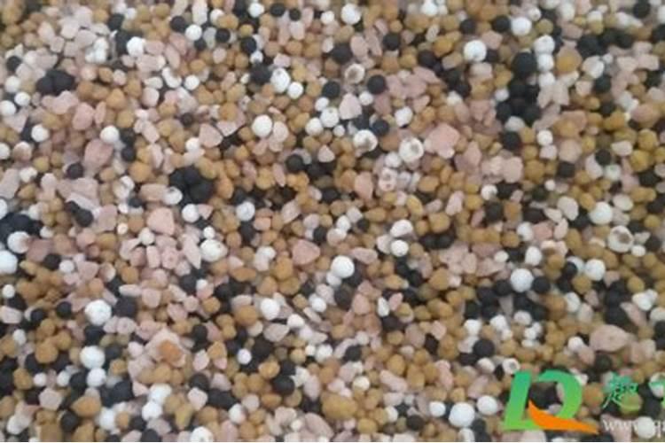 河南花菜什么时候种最合适？