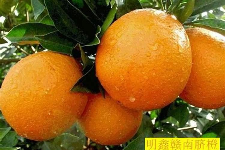 脐橙溃疡病什么时候打药