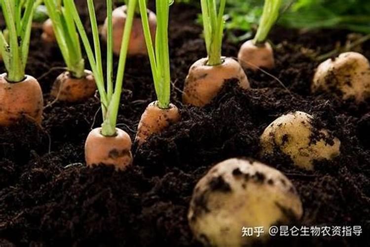胡萝卜施什么肥最好