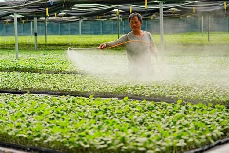 请问给温室里的植物喷洒叶面肥,阴天或者下雨天气行不行？