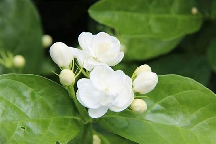 小番茄种子如何种 小番茄种子怎么种