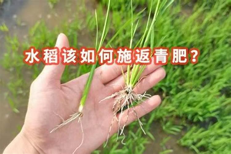 小麦年后追什么肥效果最好