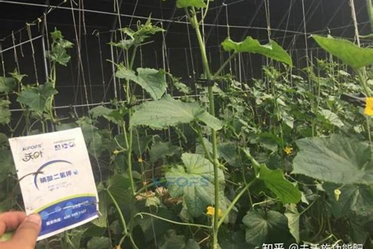黄瓜开花结果期怎么施肥和管理