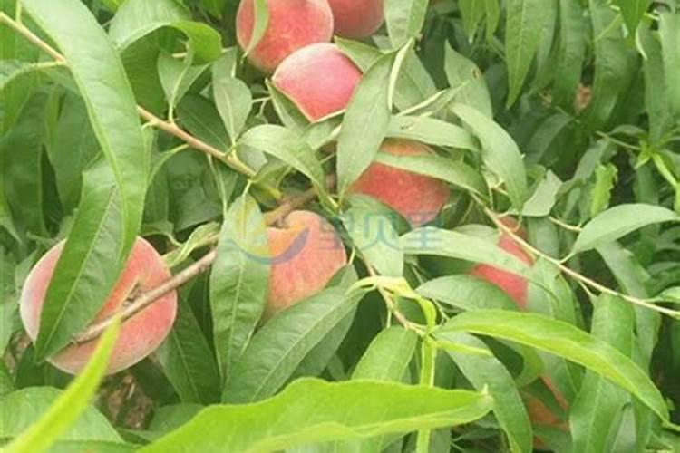 芦笋用什么肥料