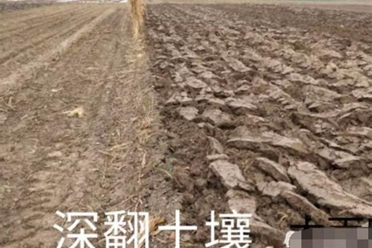 西红柿用什么肥料最好