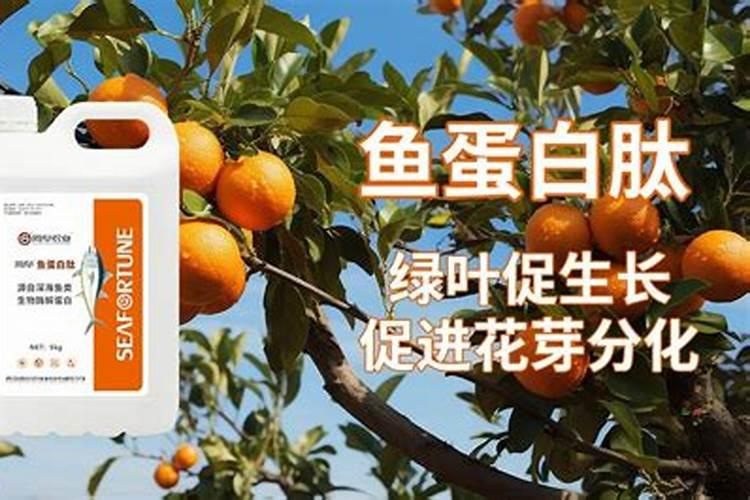 果树用什么叶面肥最好 急求