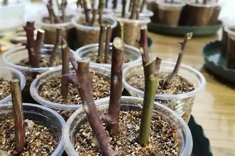 刚扦插成活的葡萄,施什么肥料最好？