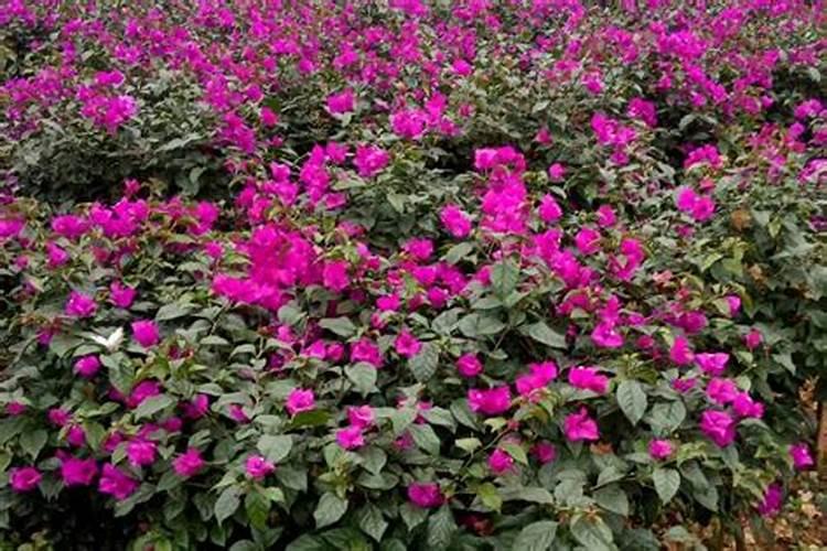 燕子掌怎么浇水